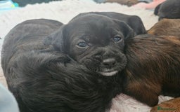 Mixed Breed dogs for sale: Last little girl of the litter left - Image 9