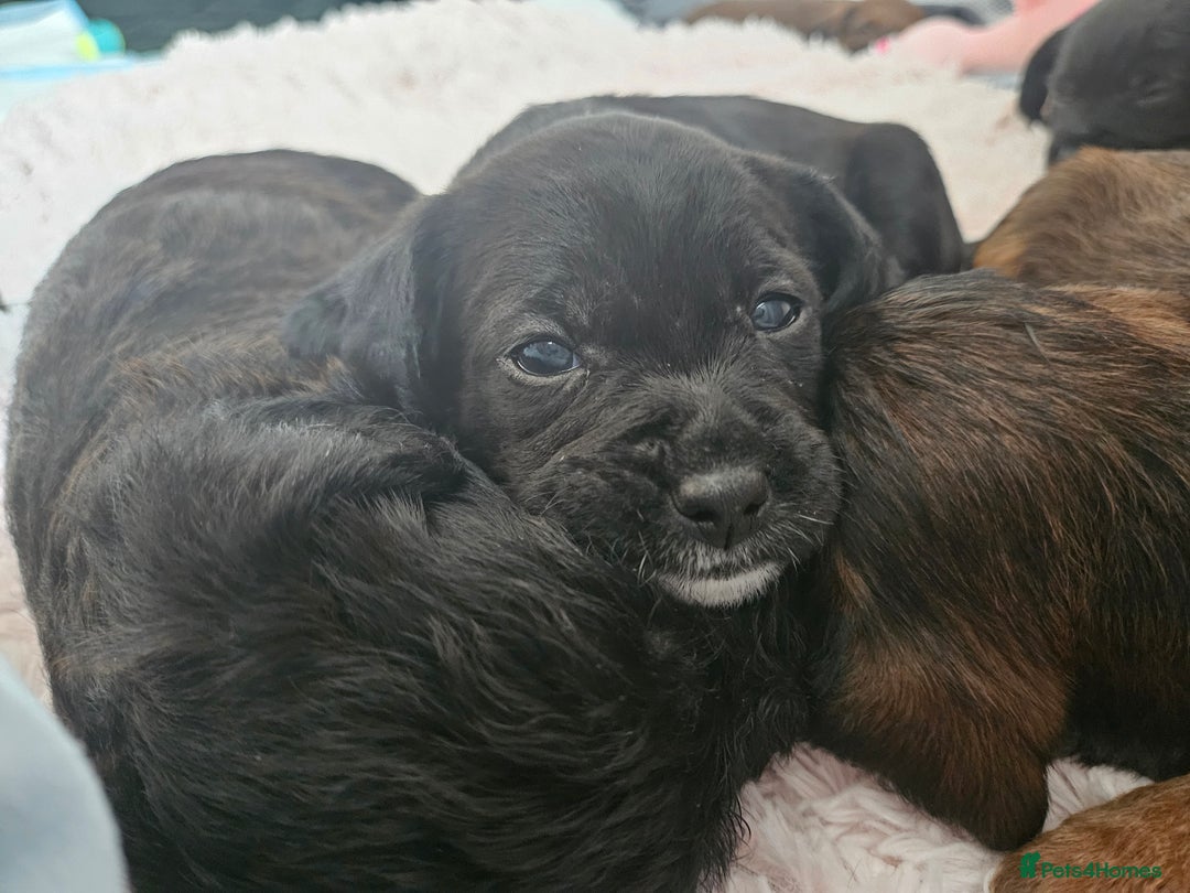 Mixed Breed dogs for sale: Last little girl of the litter left - Image 9