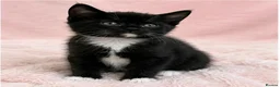 European cats for sale: Kittens  - Advert 2