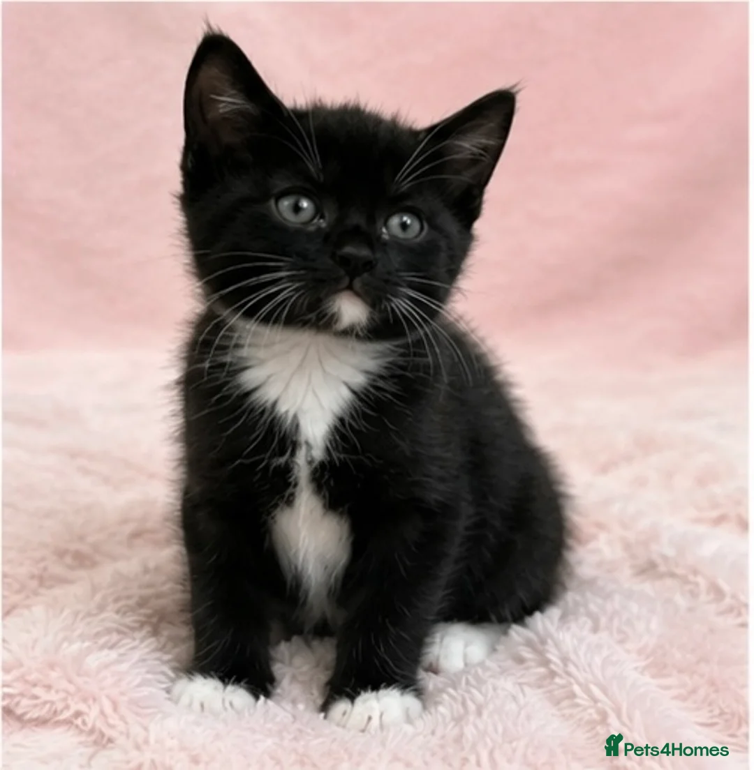 European cats for sale: Kittens  - Advert 2