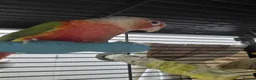 Conures birds for sale: Hand Reared Green Cheek Conure Pair in Huddersfield - Advert 6