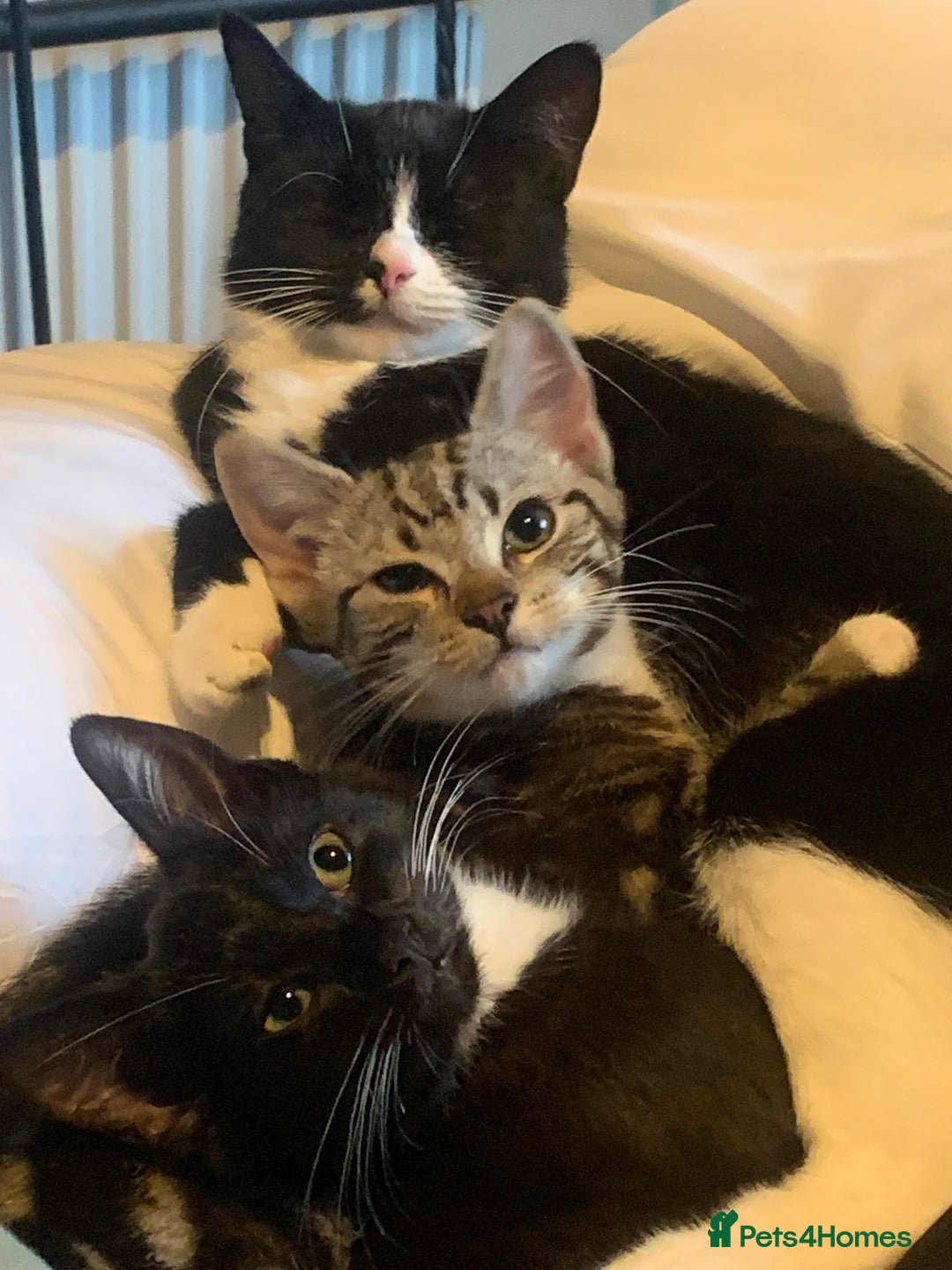 Mixed Breed cats for sale: Two gorgeous girls - Advert 1