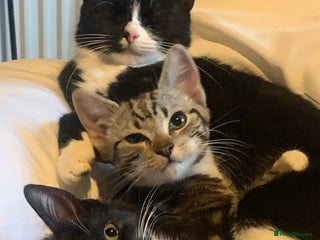 Mixed Breed cats Two gorgeous girls - Advert 17