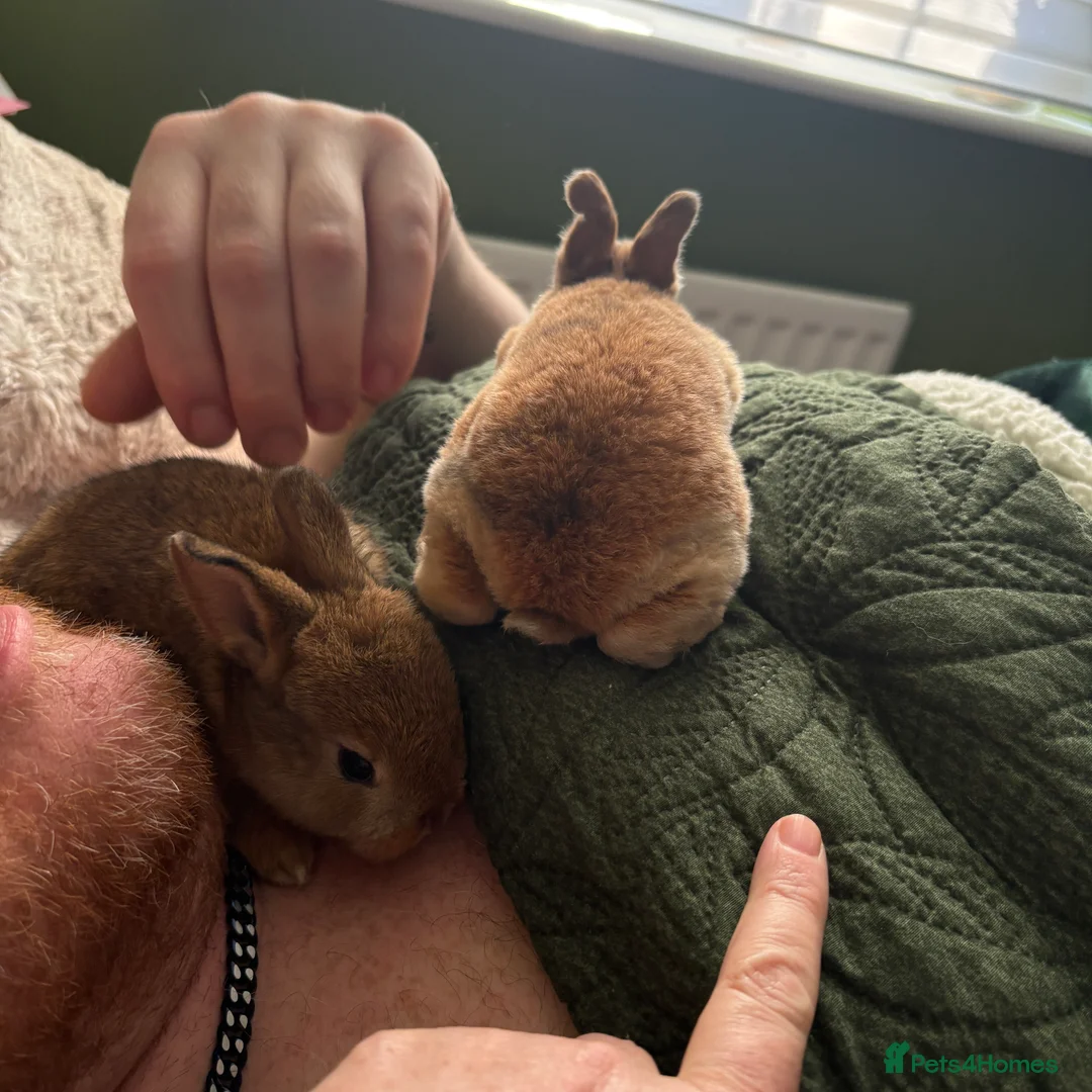Mixed Breed rabbits for sale: Two beautiful baby bunnies - Advert 10
