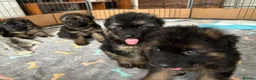 German Shepherd dogs for sale: Stunning GSD working line puppies  - Advert 21