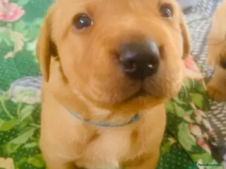 Labrador Retriever dogs Adorable Labrador/Retriever puppies. - Advert 6