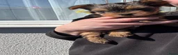 Yorkshire Terrier dogs for sale: 💛 Tiny hearts looking for loving arms 💛 - Advert 4