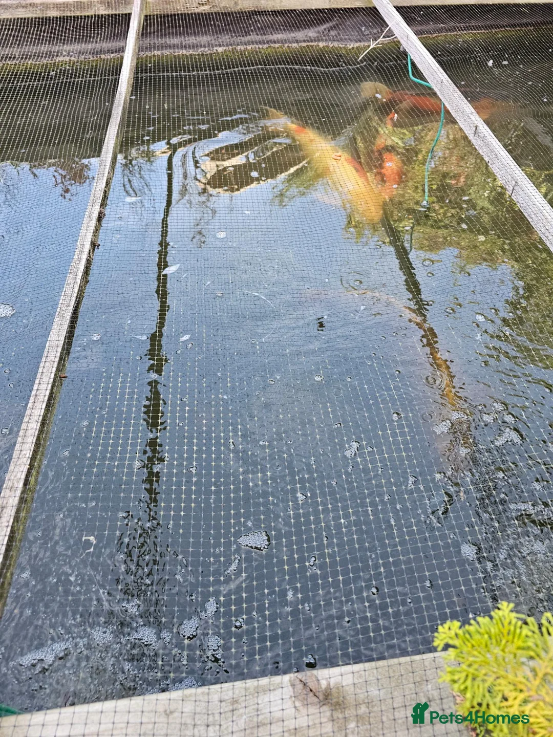 Koi Carp fish for sale: KioCarp  in Corby - Advert 2