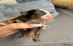 Mixed Breed dogs for sale: Old Tyme bulldogs f1  - Image 1