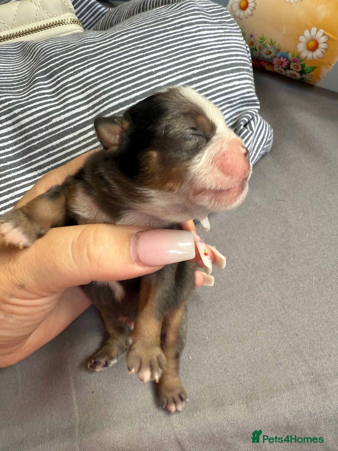 Mixed Breed dogs for sale: Old Tyme bulldogs f1  - Image 1