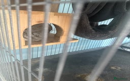 Chinchilla rodents for sale: 2x Male Chinchillas For Sale - Image 3