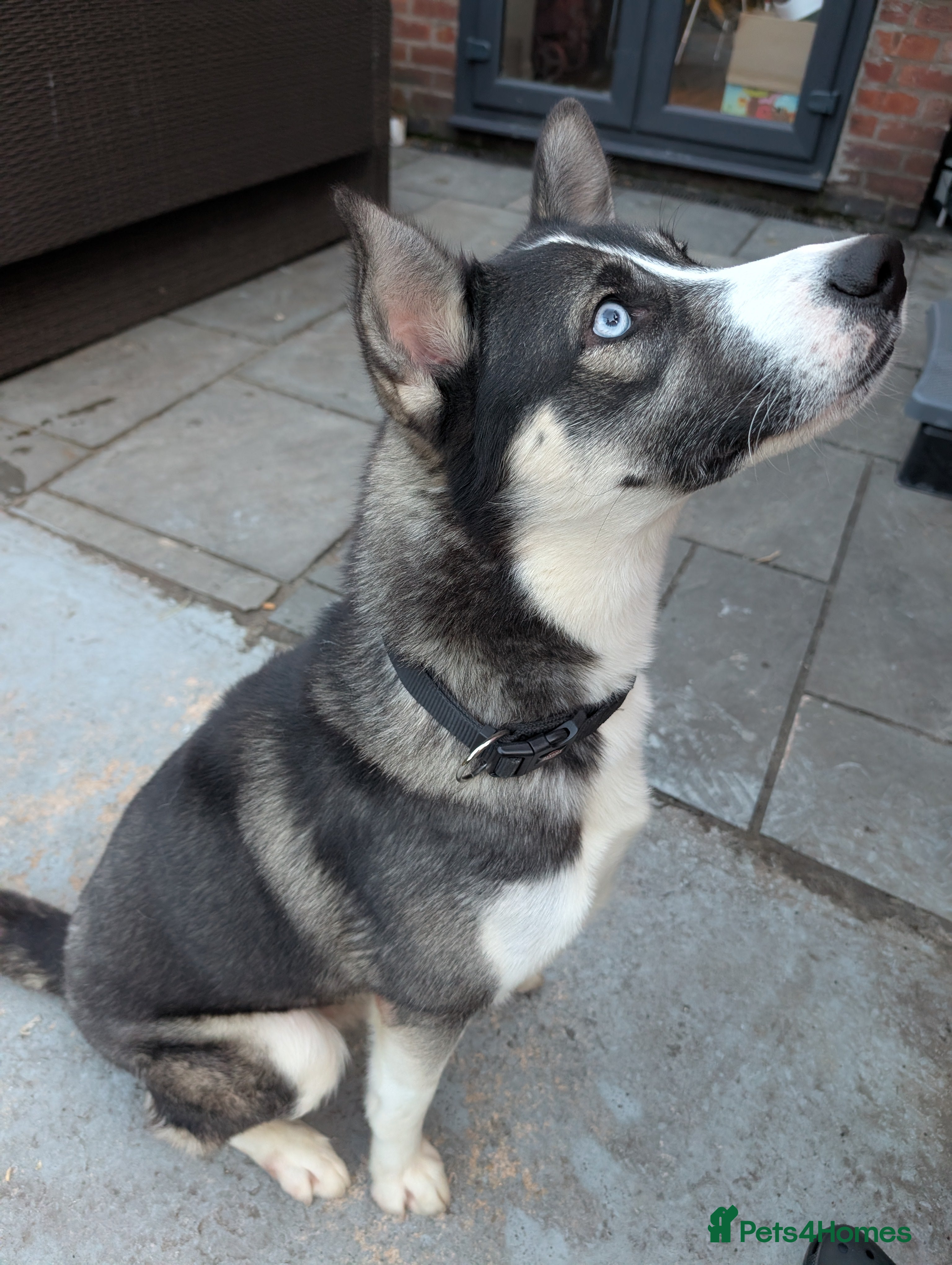 Mixed Breed dogs Husky Cross Malamute - Advert 11