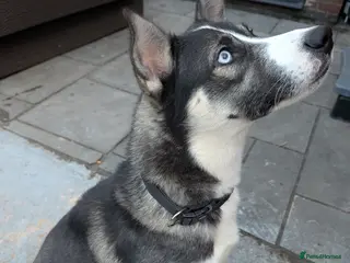 Mixed Breed dogs Husky Cross Malamute - Advert 11