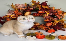 Scottish Fold cats for sale: READY NOW-TICA-SCOTTISH FOLD GIRL  - Image 28