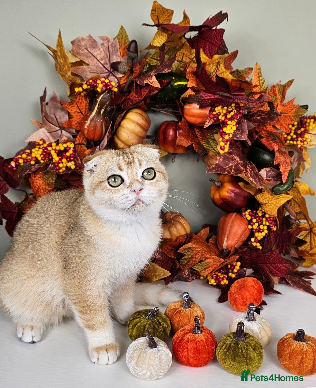 Scottish Fold cats for sale: READY NOW-TICA-SCOTTISH FOLD GIRL  - Image 28