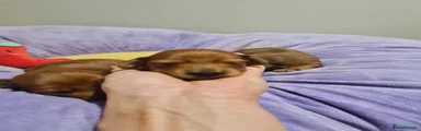 Miniature Dachshund 1