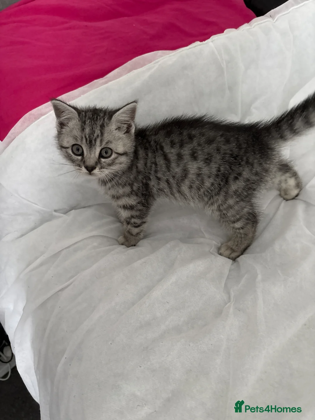 British Shorthair cats for sale: 4 British shorthair boys silver spotted, smoke in Sidmouth - Advert 2