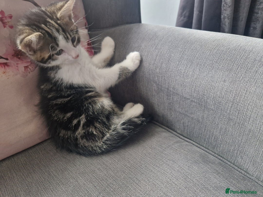 Mixed Breed cats for sale: 3 beautiful semi long haired kittens 8 weeks - Image 4