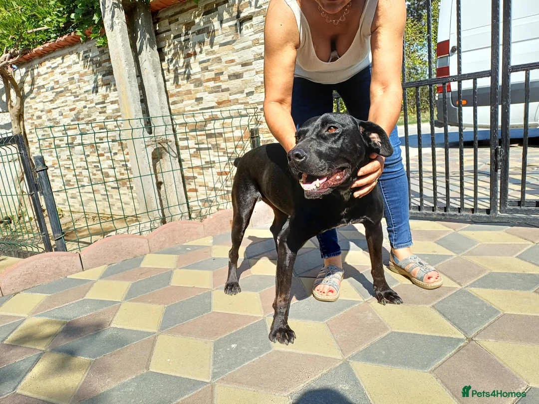 Mixed Breed dogs for adoption: Beautiful and Gentle JULIETTE - for a Loving Home in Nottingham - Advert 18