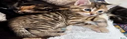 Mixed Breed cats for sale: Amiable mixed kittens  - Advert 16