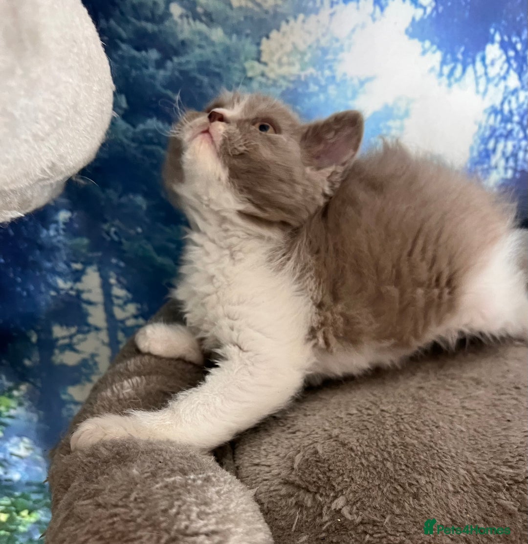 Selkirk Rex cats for sale: Gorgeous Selkirk Rex kittens - Image 33