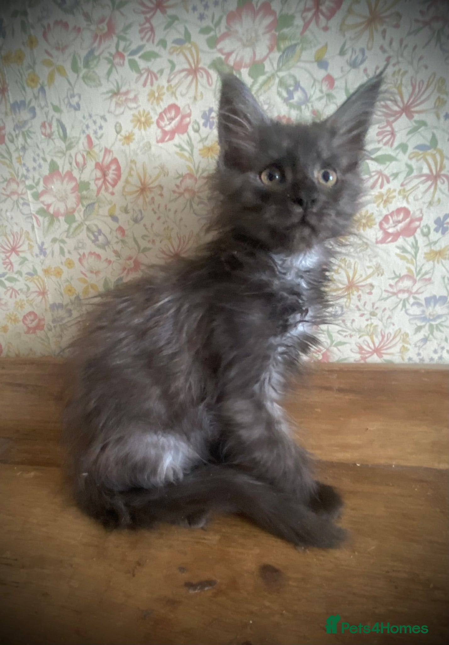 Maine Coon cats Fabulous litter full Maine Coon kittens Male  - Advert 1