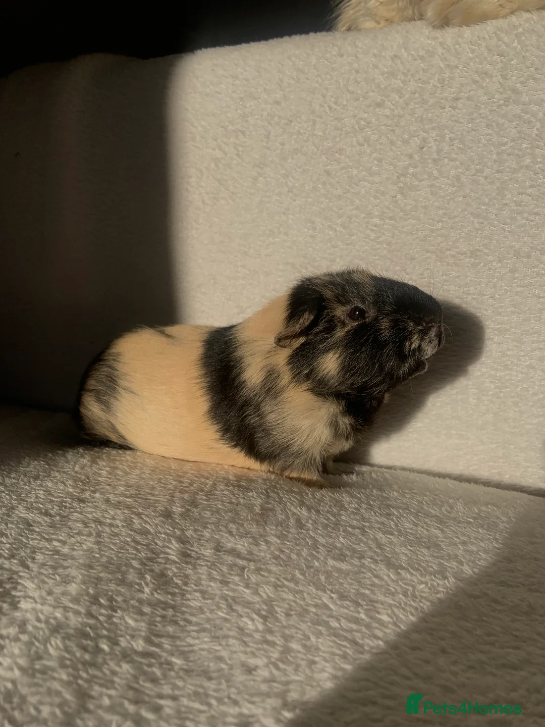 Guinea Pig rodents for sale: male guinea pig for sale - Advert 2