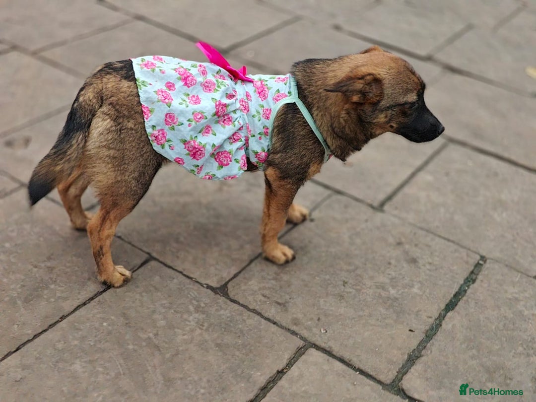 Mixed Breed dogs for adoption: 💖🐶 KNOPA 🐶💖 - Image 13