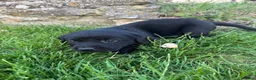 Labrador Retriever dogs for sale: Purebred Black Labrador - Advert 7