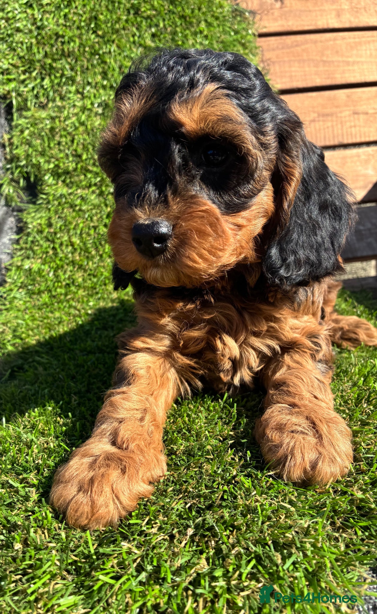 Cockapoo dogs F1b Cockapoos Puppies Available! - Advert 1
