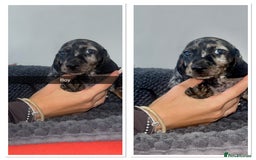 Miniature Dachshund dogs for sale: Miniature dachshunds - Image 3