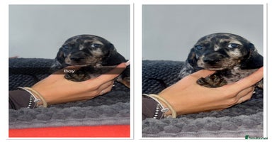 Miniature Dachshund dogs - Advert 9