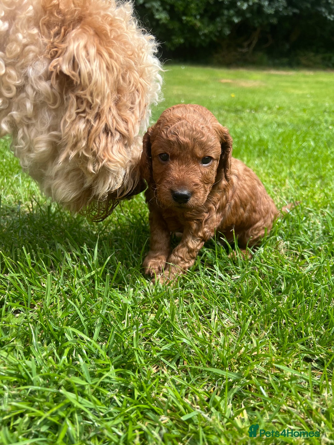 Cockapoo dogs for sale: Cockapoo puppy - Image 5