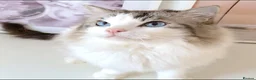 Ragdoll cats for sale: INDOOR GCCF REG 4 YEARS OLD RAGDOLL MALE CAT - Advert 9