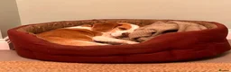 Beagle dogs for adoption: Otto (Beagle) in London - Advert 6