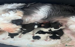 Biewer Terrier dogs for sale: 5 Adorable Purebred Biewer Terriers - Image 16