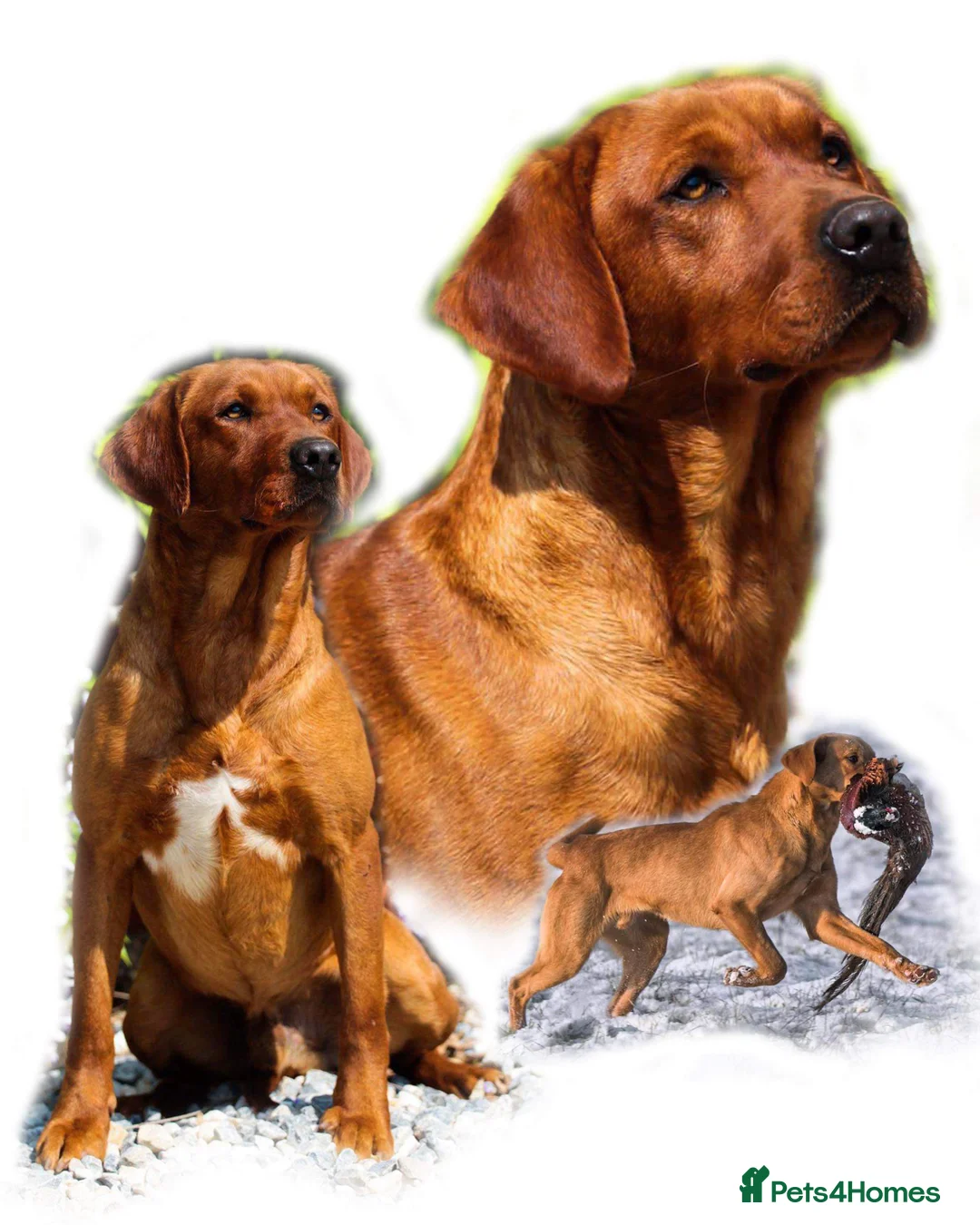 Labrador Retriever dogs for stud: HEALTH TESTED FOX RED LABRADOR (OFTW X FTCH)  in Grantham - Advert 3