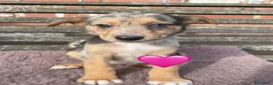 Mixed Breed 5