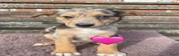 Mixed Breed dogs for sale: GSD x Collie,big and chunky Farm bred pups. - Advert 9