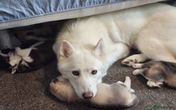 Siberian Husky dogs for sale: Syberian Huskies Male and Female - Image 8