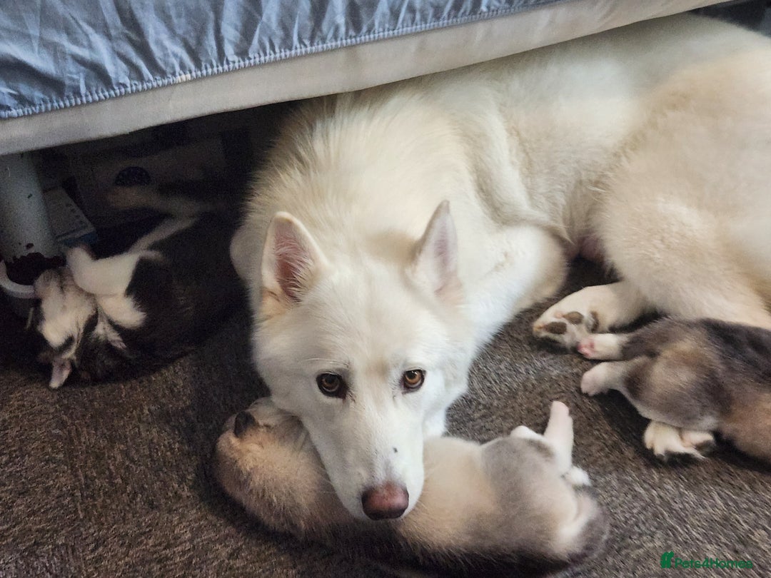 Siberian Husky dogs for sale: Syberian Huskies Male and Female - Image 8
