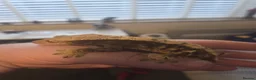 Lizard reptiles for sale: Crested frog but gecko  in Manchester - Advert 3