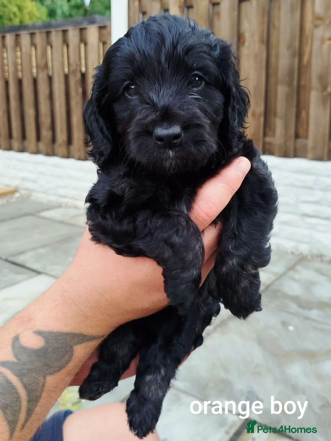 Cockapoo dogs for sale: Don't miss out just three looking for loving homes - Advert 1