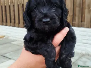 Cockapoo dogs Don't miss out just three looking for loving homes - Advert 5