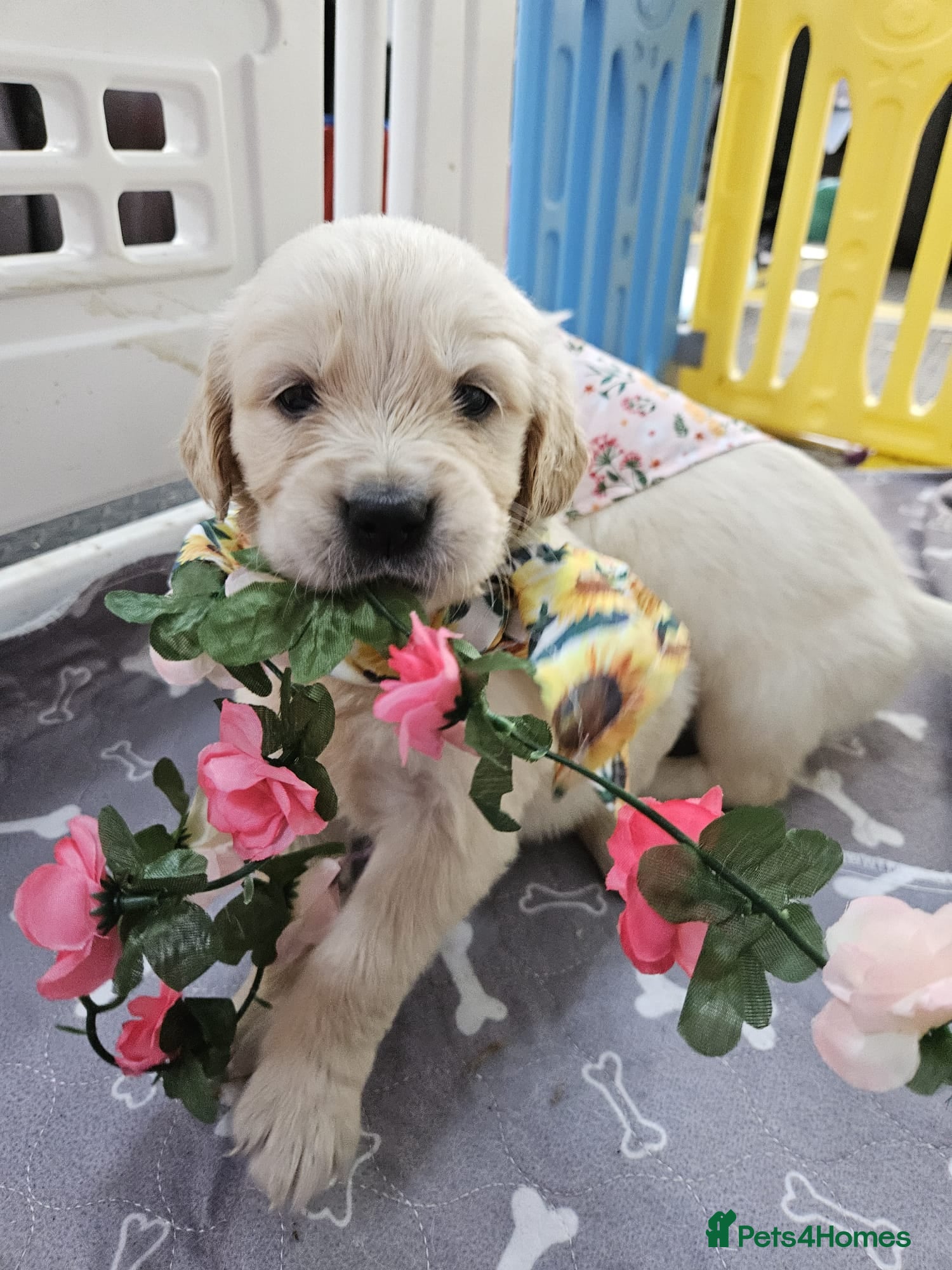 Golden Retriever dogs Enchanting KC registered Golden Retriever Puppies - Advert 1