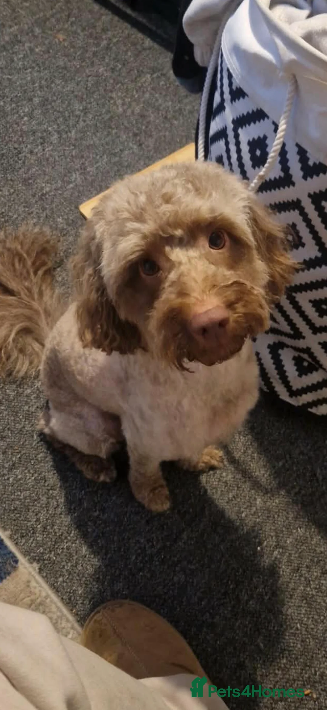 Cockapoo dogs for sale: Female cockapoo - Advert 2