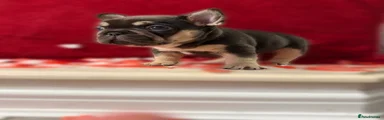 French Bulldog Puppy 2