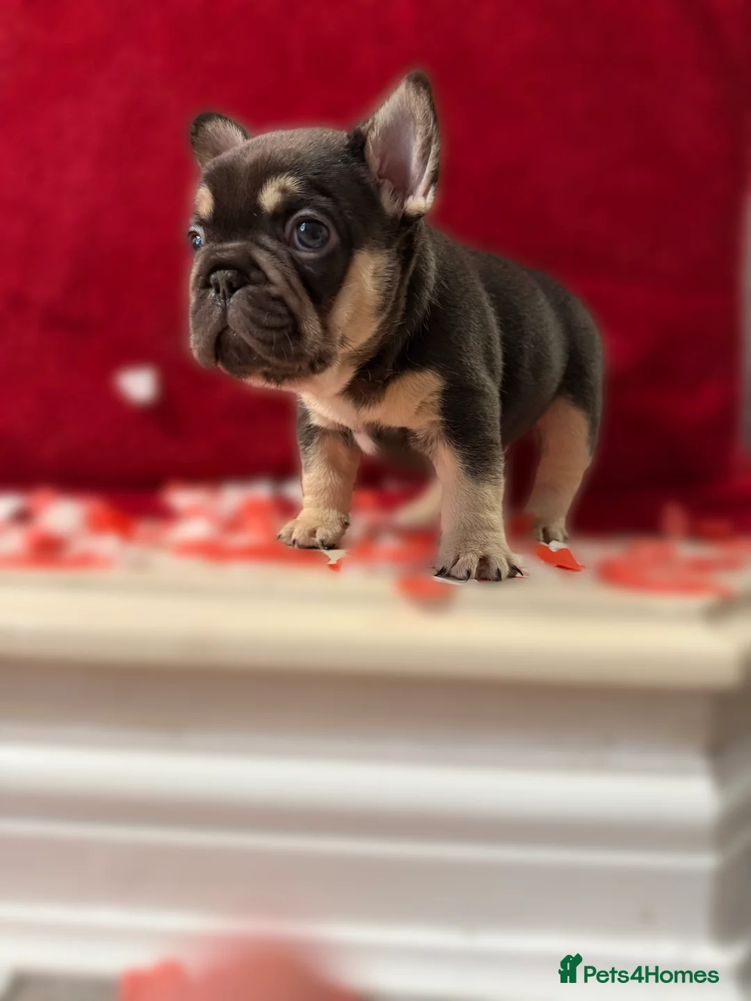 French Bulldog dogs for sale: Stunning KC registered Frenchies😍 4 male 1 female - Advert 12