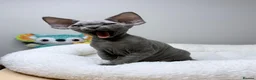 Devon Rex cats for sale: Beautiful blue boy!!!!! Ready to new home! - Advert 13