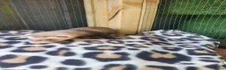 Ferret rodents for sale: 6 beautiful kits ready for new homes in Newport - Advert 11